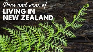 Pros & Cons of Living in New Zealand | A Thousand Words