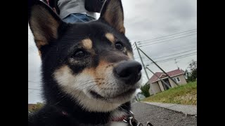 【柴犬】いちごとみるくのスローライフ　いちごの気持ちを勝手に代弁しました！　JAPAN [SHIBA-INU]　＃柴犬　＃柴犬の日常