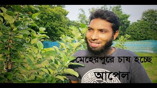 মেহেরপুরে চাষ হচ্ছে মাল্টা ও কমলা