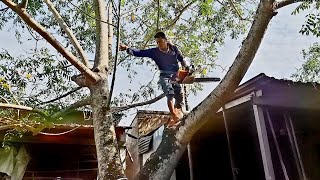 Cưa cây Cóc siêu trái, siêu khó / Sawing the Toad tree is super fruity and super difficult | T827