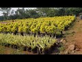 Plant Wholesaler, Garden Center, Forest Plants in Pune - Siddhivinayak Green India