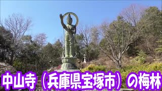 中山観音(兵庫県宝塚市）の梅林編　2023.3.6