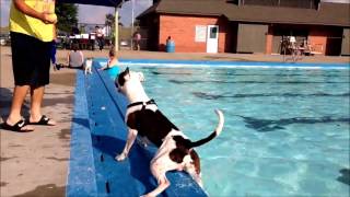 Bruno At The Pool