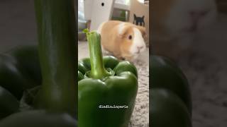 Yummy yummy #guineapig #cute #animallover #animalshorts #cuteanimals #funnyshorts #sweet #pets #cute