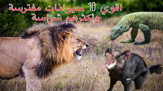 اقوي 10 حيوانات مفترسة وأكثرهم شراسة في العالم / رقم 1 مفاجأة