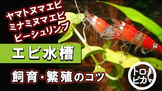 エビ水槽をはじめてみよう！エビの飼育・繁殖のコツを徹底解説します