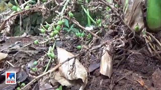 ഇടുക്കി മലയോര മേഖലയിൽ വ്യാപക കൃഷി നാശം ​|idukki Farmer