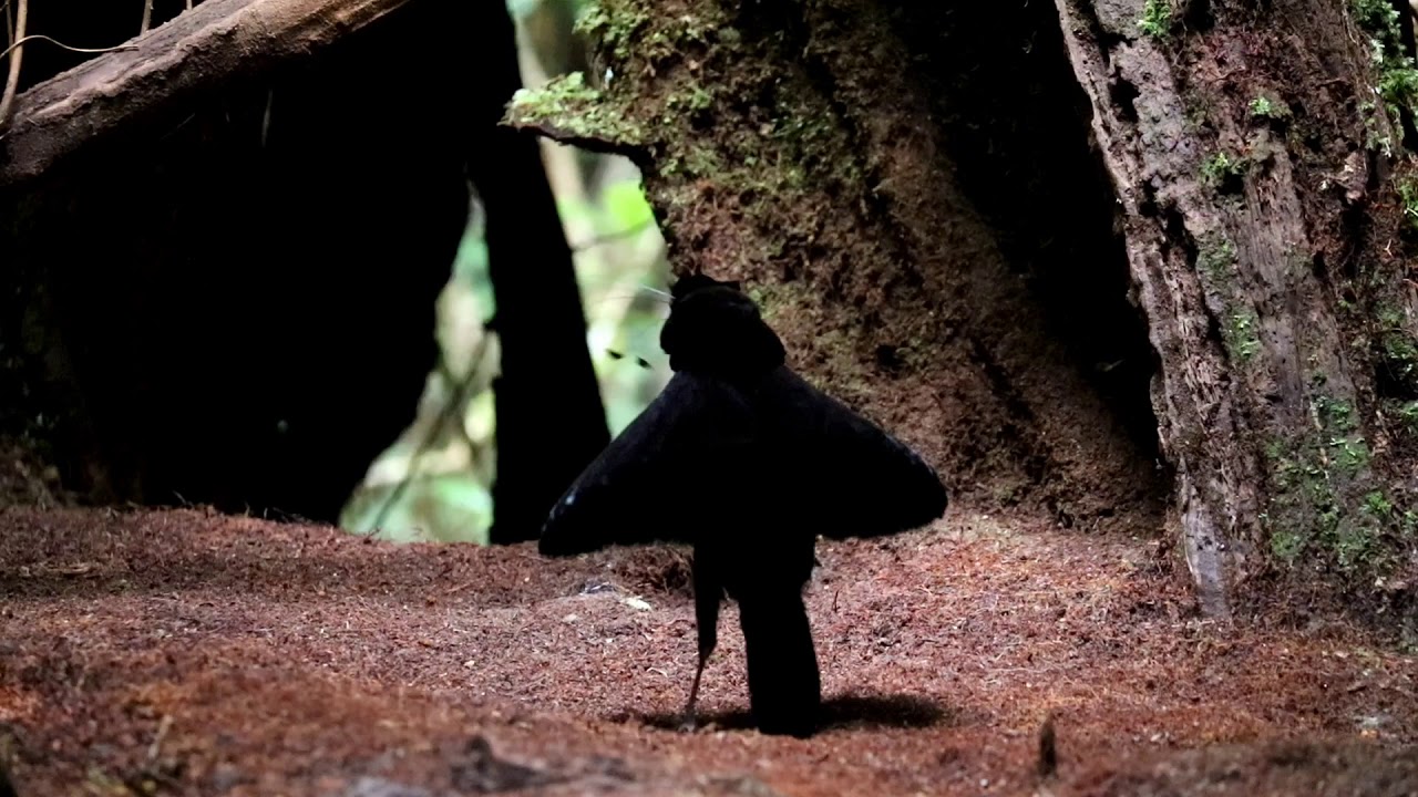 Western Parotia Dancing Bird Of Paradise - Indonesia - YouTube