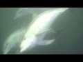 Sardine Run + Baited Dive in South Africa