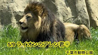 5/9 千葉市動物公園 ライオン アレン君♡