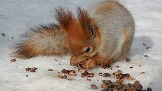 Накормил больного и несчастного маленького бельчонка / Fed a sick and unhappy little squirrel