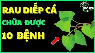 Tin Vui: 10 Lợi Ích Của Rau Diếp Cá Chữa Được 10 Căn Bệnh Thường Gặp Nhất- kênh sức khoẻ bổ ích