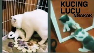 LUCU...! Tingkah Kucing Bikin Ngakak Kak Kak...