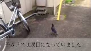 カラスの親子愛に感動!!