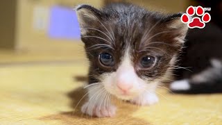 地域猫として保護された猫の赤ちゃん猫が子猫部屋に入居した【瀬戸のおにぎり＆えま日記】