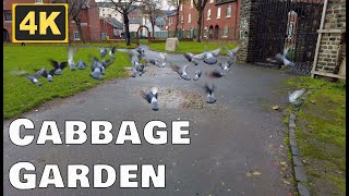 Cabbage Gardens, South Dublin, Ireland, short walk, Dji, Pocket 2 [4k]