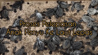 Proses Pelepasan  Anak Penyu Ke Laut Lepas