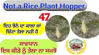 Not a Rice Plant Hopper (ਇਸ ਨੂੰ ਕਾਲਾ ਜਾਂ ਚਿੱਟਾ ਤੇਲਾ ਨਾ ਸਮਝੋ) Shergill Markhai