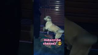 Itni bejati#dog#funny#comedy#doglover#viralvideo#ytshorts#shortfeed#viralfeeds#trending#alldoglovers