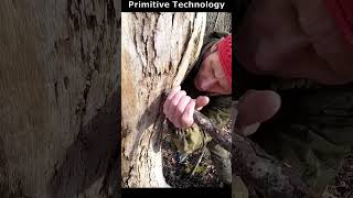 Primitive Survival Technology 🏝️💦🌳 Amazing Water Extraction #survival  #bushcraft #camping #outdoors