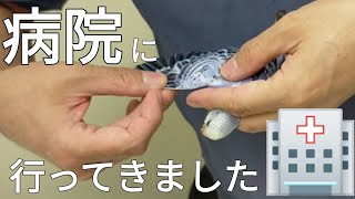 【病院】くしゃみが止まらないので、病院にいってきました🐦🏥【セキセイインコ碧くん】 Budgerigar Parakeet  I went to the hospital.　　　　　　