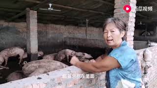 猪肉价格猛涨，养母猪和肉猪哪个更赚钱？听听养猪大娘咋说