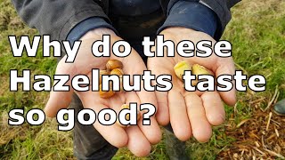 Irish hazelnuts taste test | The best edible nuts that I have tasted