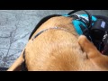 Service dog calming handler after a trigger Service dog calming handler after a trigger