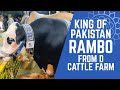 King of Pakistan Rambo & Rocky 😍 Heavy Bulls Near Continental Bakery Gulshan Karachi | D Cattle Farm