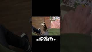 おやつ出す音だけで勝手に芸をする犬が可愛すぎる【ヨークシャーテリア】 #yorkie #yorkshireterrier