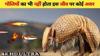 प्राकृतिक बुलेट प्रूफ माना जाता है यह जीव || This Creature Is Considered Natural Bullet Proof #viral