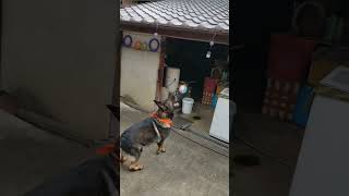 シェパード犬　思わぬハプニングに見舞われる#ボール遊び#音#アクシデント