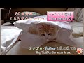 《甘えんぼ猫 ラズリ》猫の寝顔にズームイン！ ノルウェージャンフォレストキャット