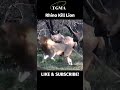 Rhino Kill Lion