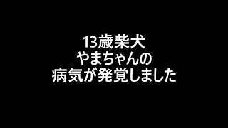 13歳柴犬の病気が発覚しました