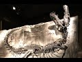 Walk around the Royal Tyrrell Museum of Paleontology with Brennan The Paleo Dude