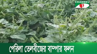 খুলনায়  চাষ হচ্ছে নতুন তেল ফসল পেরিলা | Channel i News