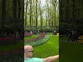 🌷keukenhof 🌷2024🌷🌷🌷🌷🌷