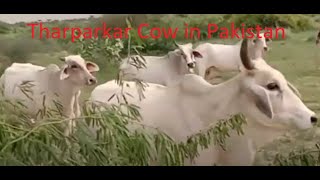 Tharparkar Cow in Thar Desert of Pakistan