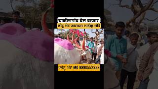 चाळीसगांव बैल बाजार | Chalisgaon bail bajar #बैलखरेदी #बैलबाजार #बैलगाडा