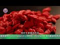 《世說本草》第31集：枸杞 the chinese materia medica for us all