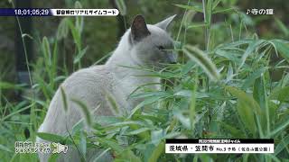 茨城県 笠間市 笠間地域　通年18時「寺の鐘」防災無線チャイム【4K】