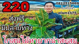 โกสนไม้เก่าหายากน่าสะสม 220ส่งฟรี มีปลายทางสนใจสั่งซื้อโทร0812515669ไอดีไลท์plam1475