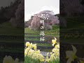 shorts 奈良県宇陀市の又兵衛桜　a magnificent weeping cherry tree called 〝matabei zakura〟 in nara japan