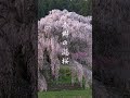 shorts 奈良県宇陀市の又兵衛桜　a magnificent weeping cherry tree called 〝matabei zakura〟 in nara japan