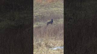 Melanistic Coyote! Have you ever seen a black coyote? #foxpro #coyote #hunting #shorts