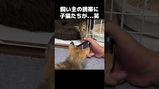 飼い主のスマホにいたずらしようとする子猫たちが可愛すぎる！　#shorts