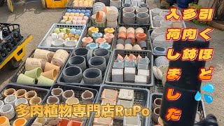 【引くほど多肉鉢入荷しました】　大量ですｗ　多肉植物専門店RuPo