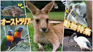 オーストラリアの動物たち！！