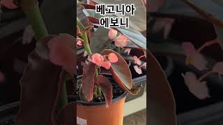 #은혜화훼판매장 #베고니아 에보니